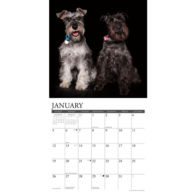 Buy Schnauzer Calendar 2025? Order easily online Kalenderwinkel.nl