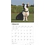 Calendario Welsh Corgi 2025 Cardigan