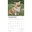 Welsh Corgi Pembroke Kalender 2025