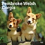 Welsh Corgi Pembroke Kalender 2025