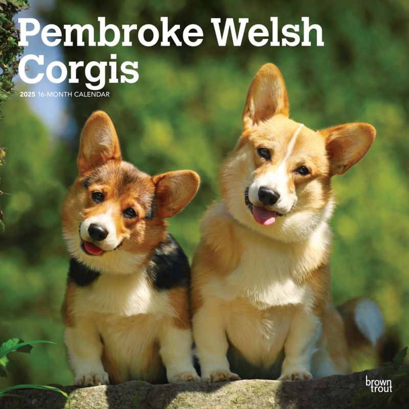 Welsh Corgi Pembroke Kalender 2025