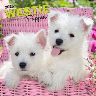 Browntrout Calendario dei cuccioli di West Highland White Terrier 2025