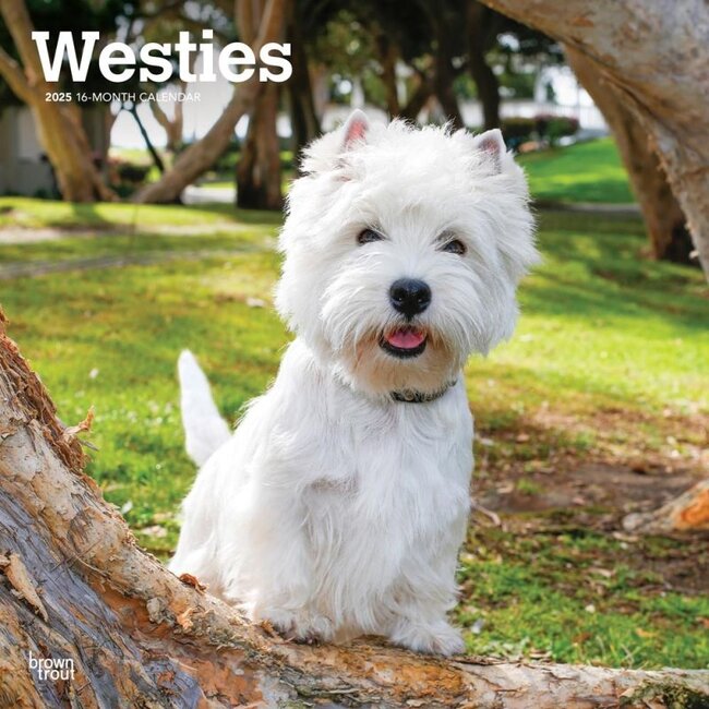 Browntrout Calendario West Highland White Terrier 2025