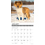 Sheltie - Cuccioli di Shetland Sheepdog Calendario 2025