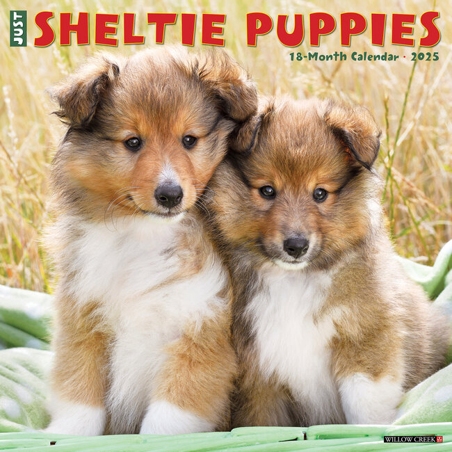 Sheltie - Shetland Sheepdog Puppies Calendar 2025