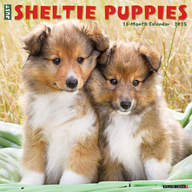 Willow Creek Sheltie - Shetland Sheepdog Puppies Calendar 2025