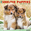 Sheltie - Cuccioli di Shetland Sheepdog Calendario 2025