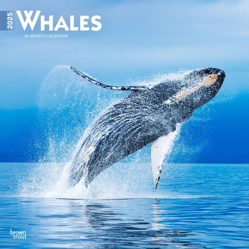 Buying Whales Calendar 2025? Order online quickly and easily