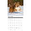 Calendario Sheltie- Shetland Sheepdog 2025