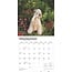 Softcoated Wheaten Terrier Kalender 2025