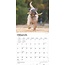 Softcoated Wheaten Terrier Calendario 2025