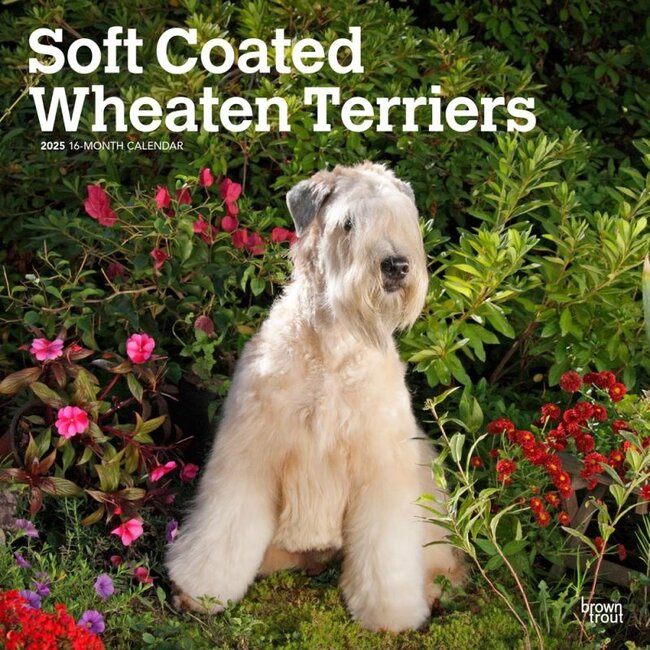 Softcoated Wheaten Terrier Calendar 2025