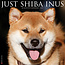 Willow Creek Shiba Inu Kalender 2025