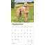 Calendrier Whippet 2025