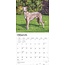 Calendario Whippet 2025