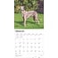 Calendrier Whippet 2025