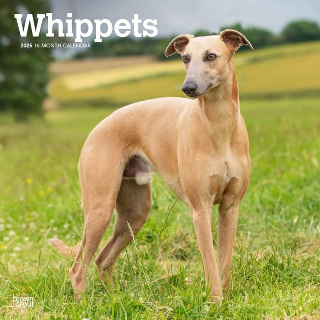 Buying Whippet Calendar 2025 simply order online Kalenderwinkel.nl