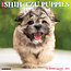 Willow Creek Calendrier des chiots Shih Tzu 2025