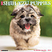 Willow Creek Shih Tzu Puppies Calendar 2025
