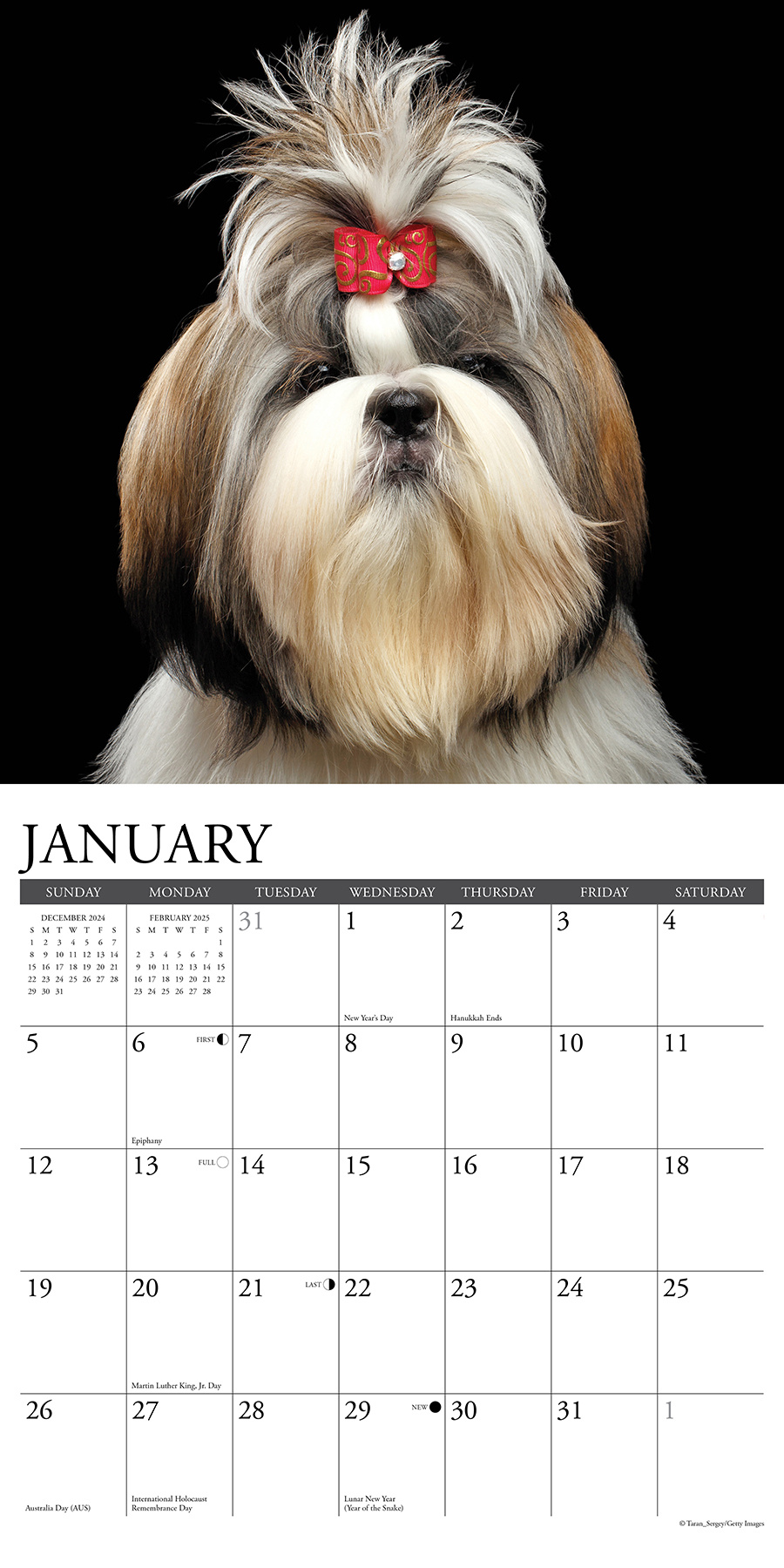 Buy Shih Tzu Calendar 2025? Order easily online Kalenderwinkel.nl
