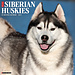 Willow Creek Siberian Husky Calendar 2025