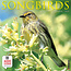 Songbird Calendar 2025