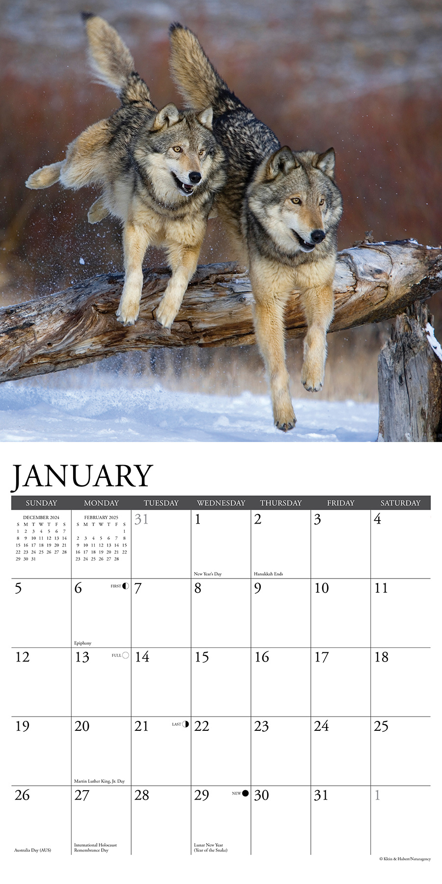 Buying Spirit of the Wolf Calendar 2025? Order easily online