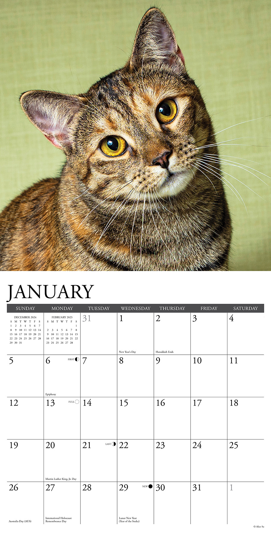 Tabby Cat Kalender 2025 kaufen Einfach online bestellen