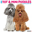 Toy and Miniature Poodle Calendar 2025