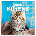 Presco Kätzchen Kalender 2025