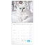 Calendrier des chatons 2025