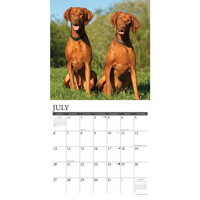 Buying Vizsla Calendar 2025 Order easily online Kalenderwinkel.nl