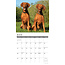 Vizsla Calendar 2025