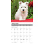 Calendrier des chiots du West Highland White Terrier 2025