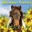 What Horses Teach Us Calendar 2025