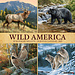 Willow Creek Wild America Kalender 2025