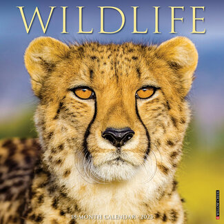 Willow Creek Wildlife Kalender 2025