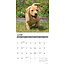 Calendario Labrador Retriever Cachorros Rubios 2025