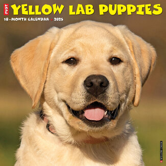 Willow Creek Labrador Retriever Blonde Welpen Kalender 2025