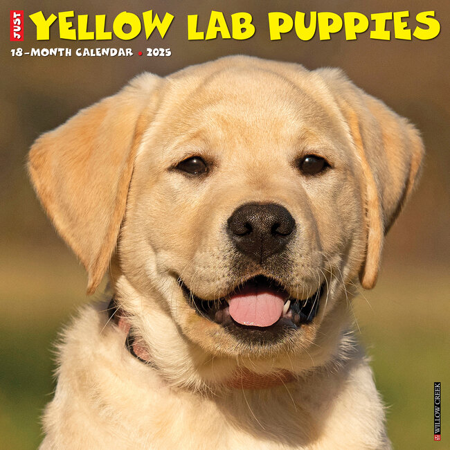 Willow Creek Labrador Retriever Blonde Puppies Calendar 2025