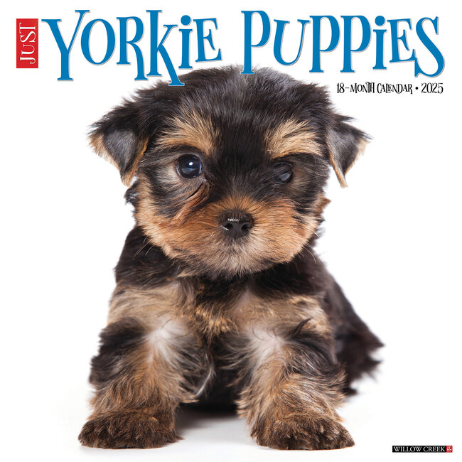 Willow Creek Yorkshire Terrier Puppies Calendar 2025