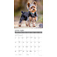 Calendario Yorkshire Terrier 2025