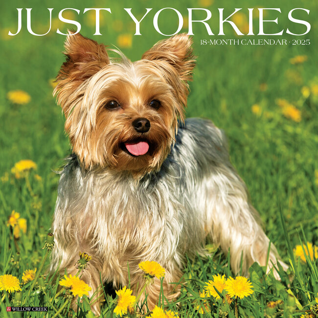 Willow Creek Calendrier Yorkshire Terrier 2025