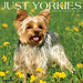 Willow Creek Yorkshire Terrier Calendar 2025
