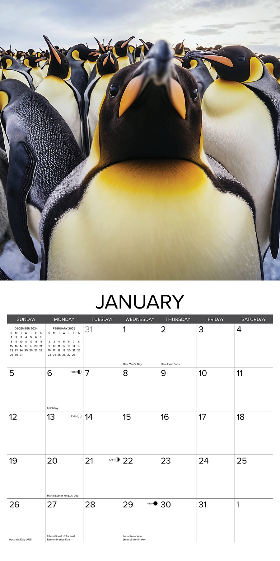 Dieren Selfies Kalender 2025 Kopen? Bestel eenvoudig en snel Online