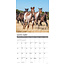 American Quarter Horse Kalender 2025