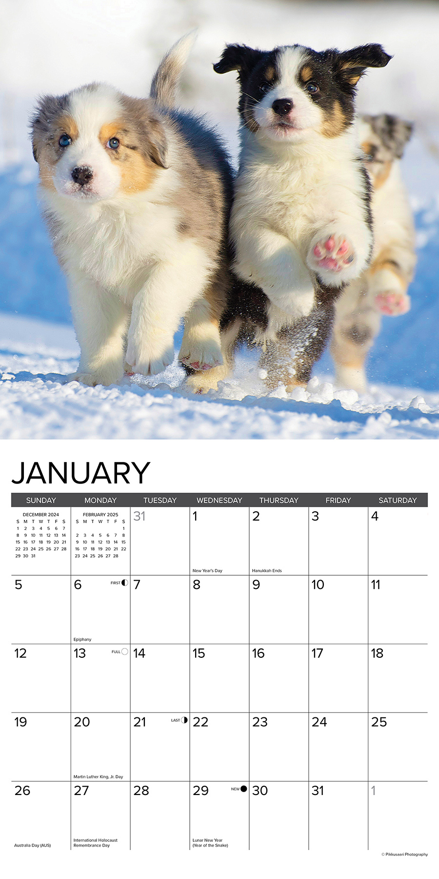 Australian Shepherd Puppies Kalender 2025 Kopen? Bestel snel Online