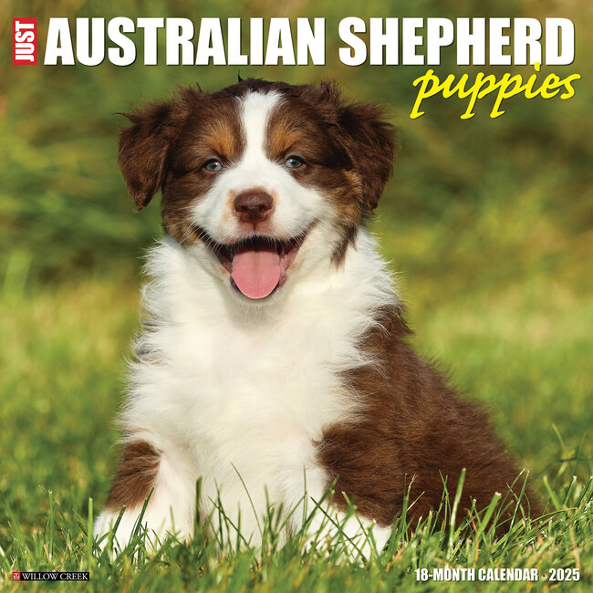 Australian Shepherd Welpen Kalender 2025