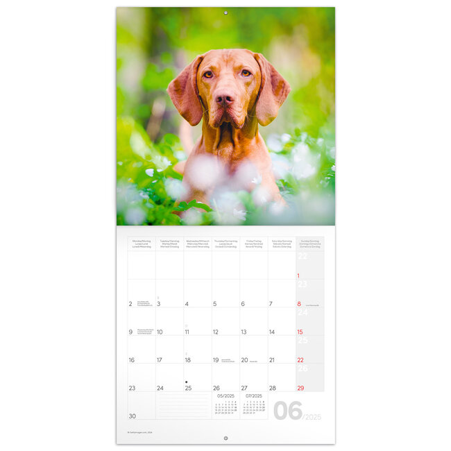 Buying Dogs Calendar 2025 simply order online Kalenderwinkel.nl