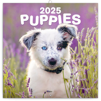 Presco Puppies Kalender 2025